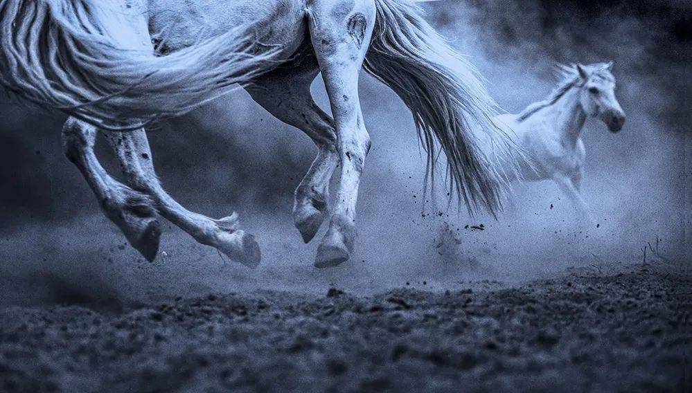 骏马奔腾 | 中国摄影家协会·影像中国网·在线影展精选_作品_全国