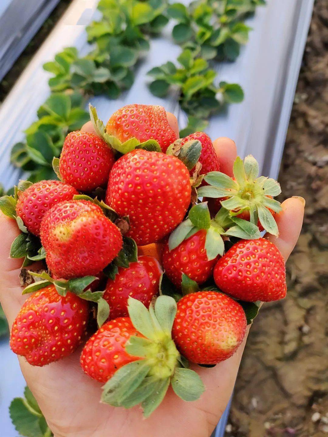 丹灶最新草莓采摘地图出炉!_农业_种植_牛奶