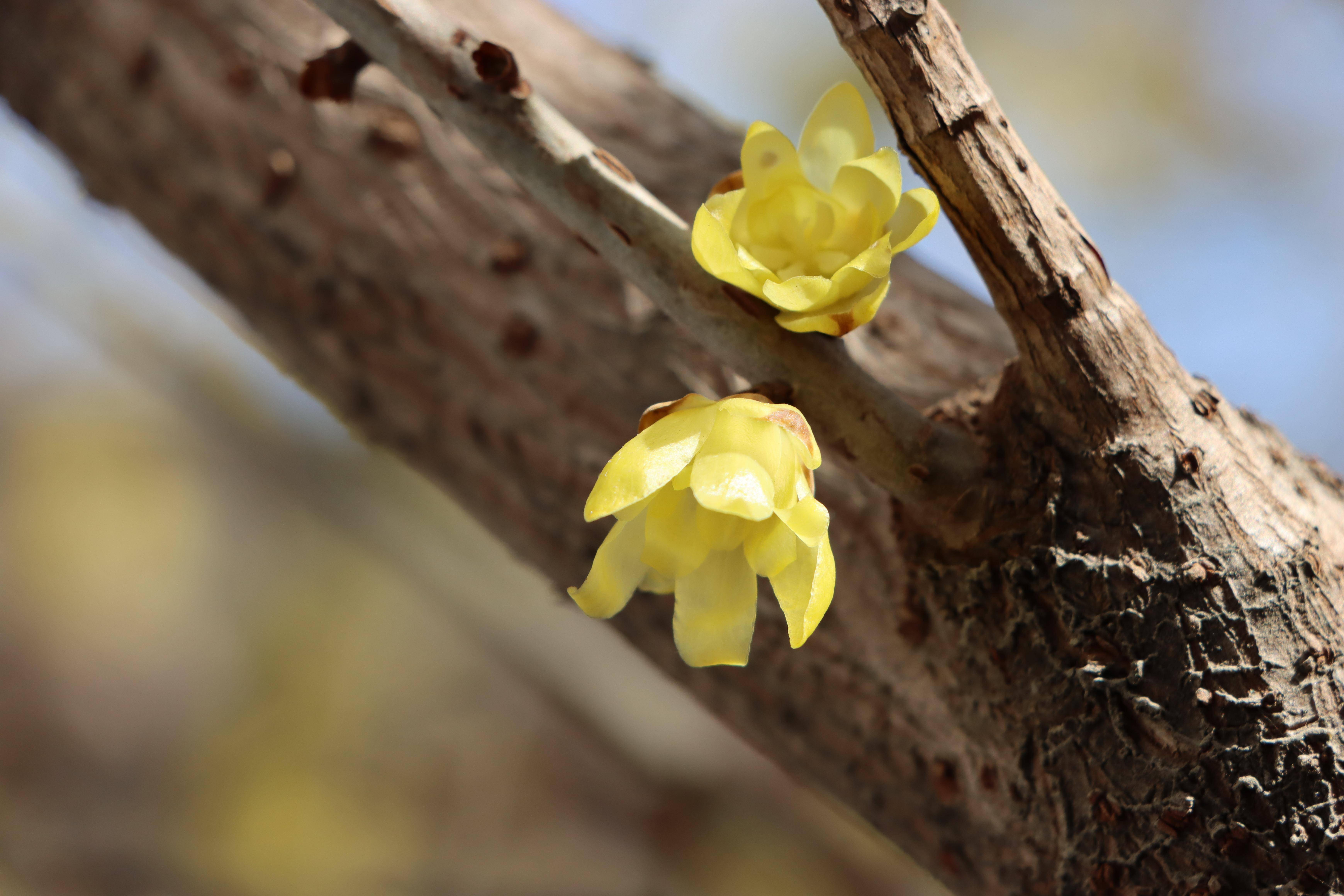 在梅城公园寻梅花不遇,步行至南阳医圣祠,在腊梅苑, 一树倒挂金钟蜡梅