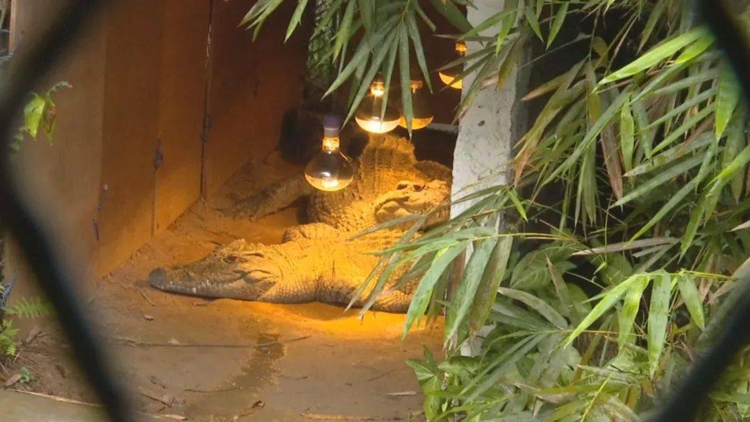 保暖措施全部安排上!梧州市动物园让小动物们"暖笠笠"过冬