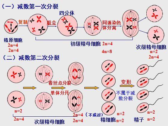 染色体的组成成分图片