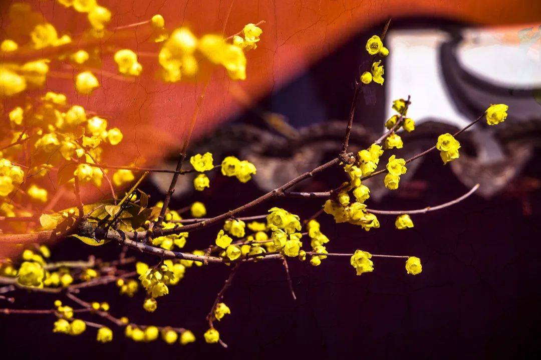 青浦有三处!当古典园林遇上蜡梅,快来这里寻香打卡!_冬日_门票_梅花