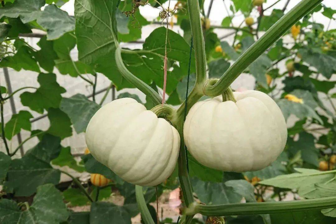 在嘉定,有一款瓜叫"白贝贝"!