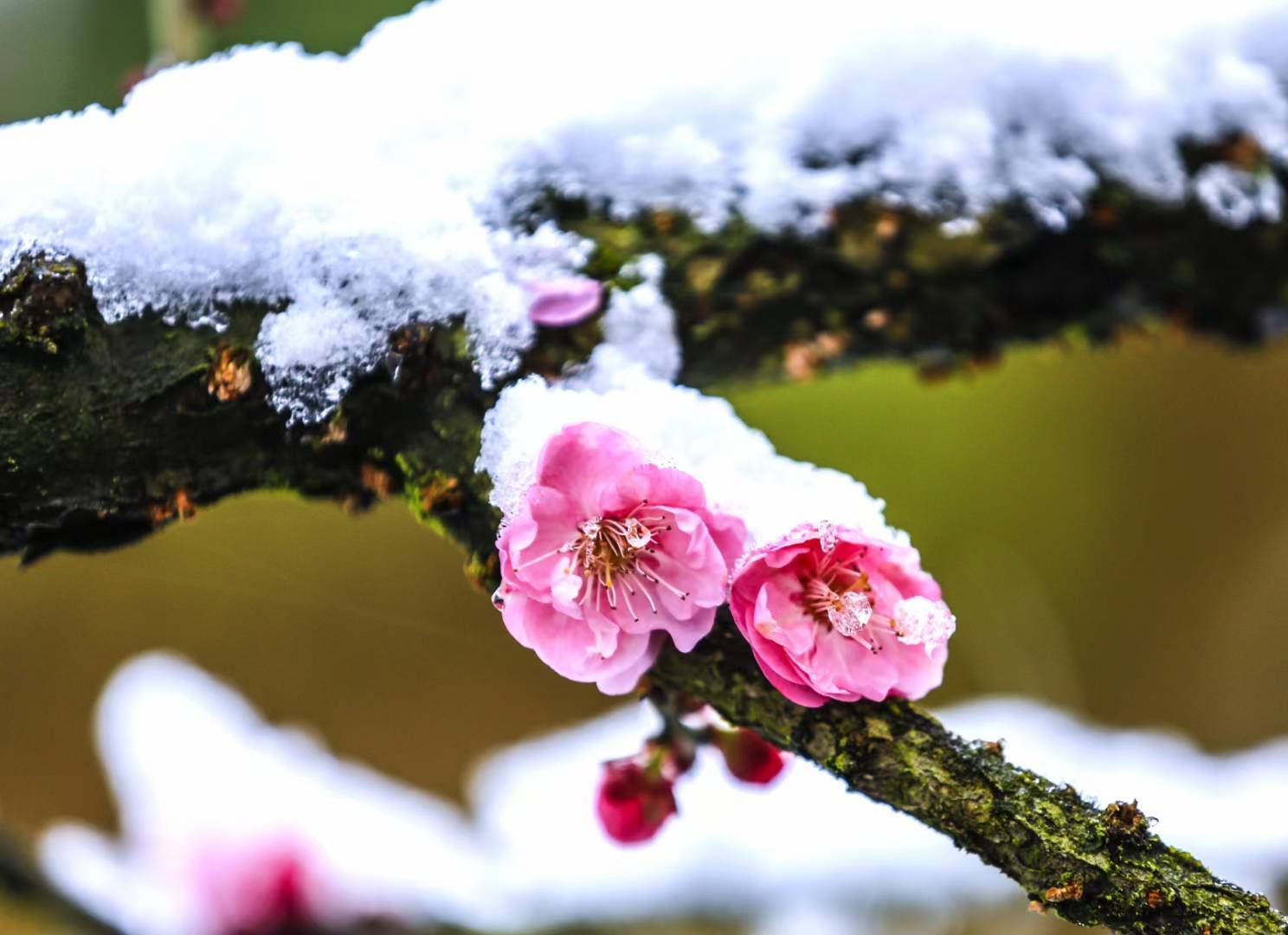 雪中红梅香_向冰舟_花瓣_瑞雪