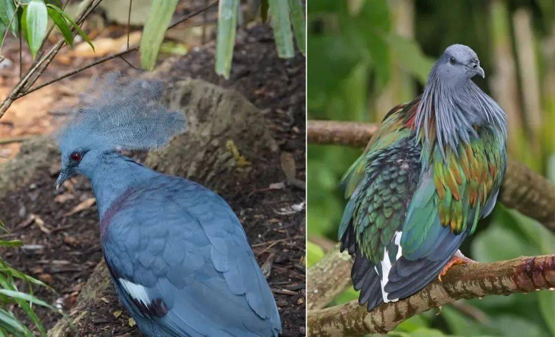 在這家動物園,鳥獸不驚,我驚了_象龜_狒狒_屁股