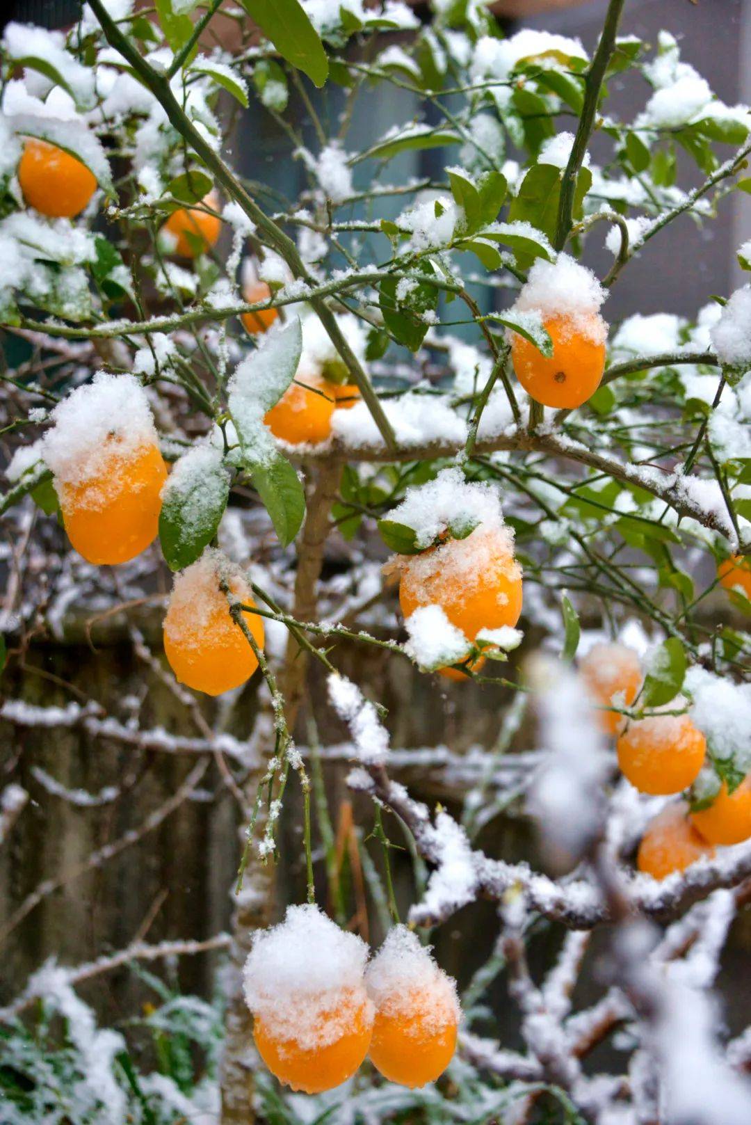 绝美雪景大片!属于绵阳人的浪漫,有你拍的吗?_白雪镶_陈涛_雪花