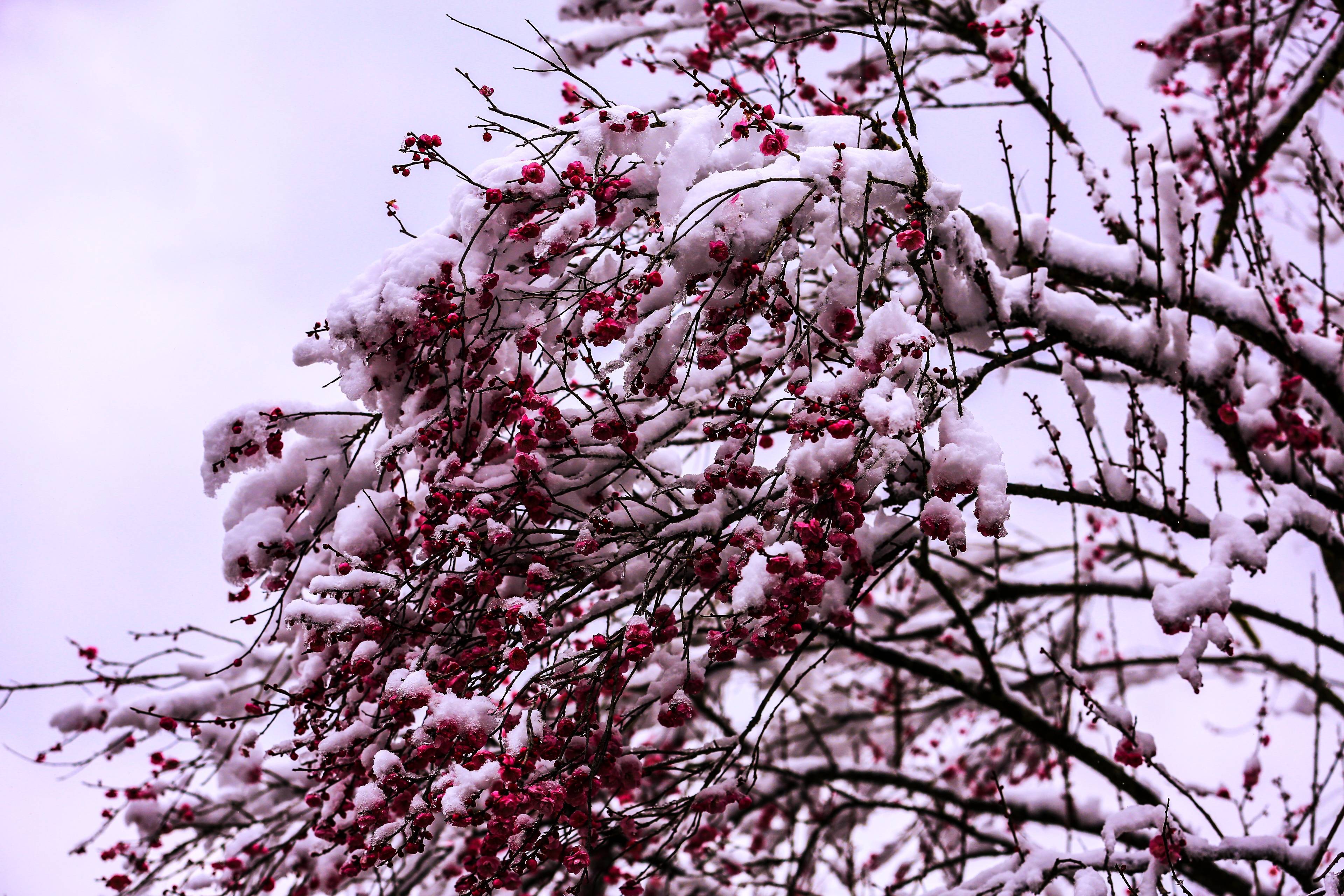 大雪红梅唯美图片图片