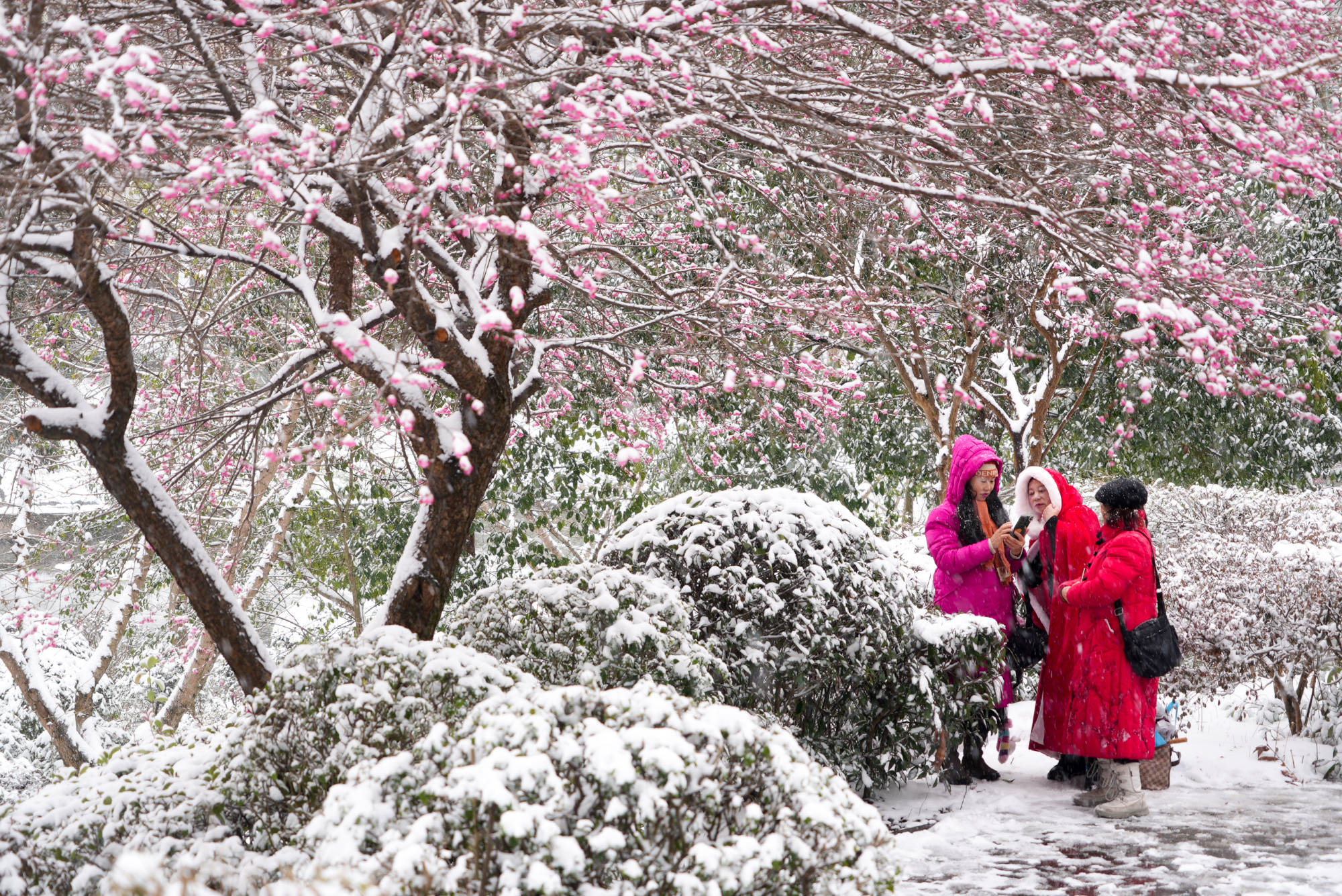 贵州黄平:瑞雪梅花两相映 玉尘纷纷盖枝头