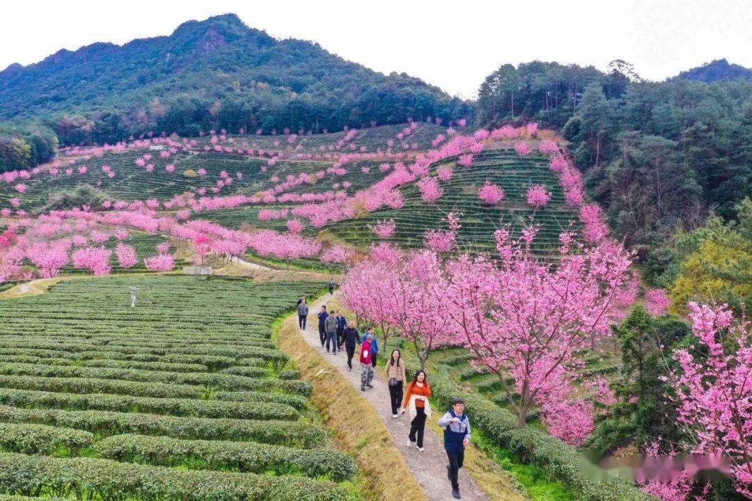 梅州明山嶂樱花图片