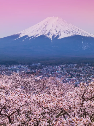 纵览富士山春日美景!特别升级1晚温泉酒店!早樱限时优惠开抢!_日本