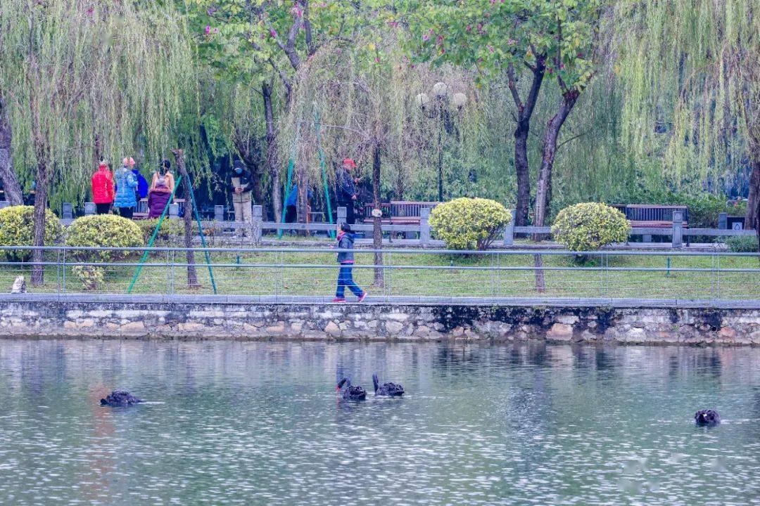 东山湖公园小微湿地示范点揭牌!四只黑天鹅来"报到"_越秀区_保护_生态