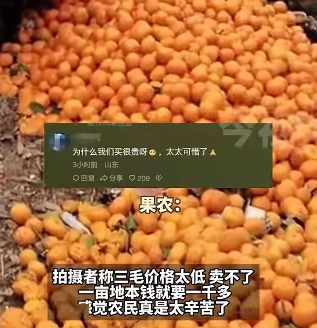 沃柑市场价格图片