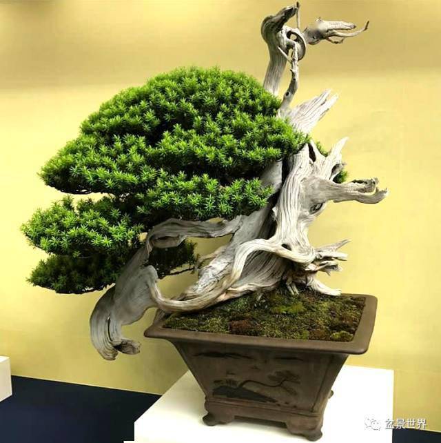 小盆也能装大树_作品_盆景_大赛