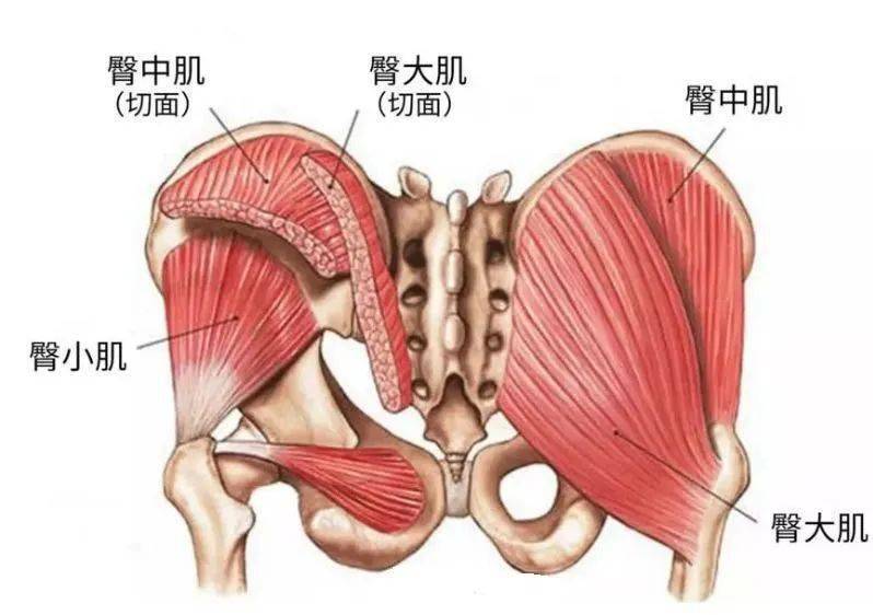 髂耻束图片