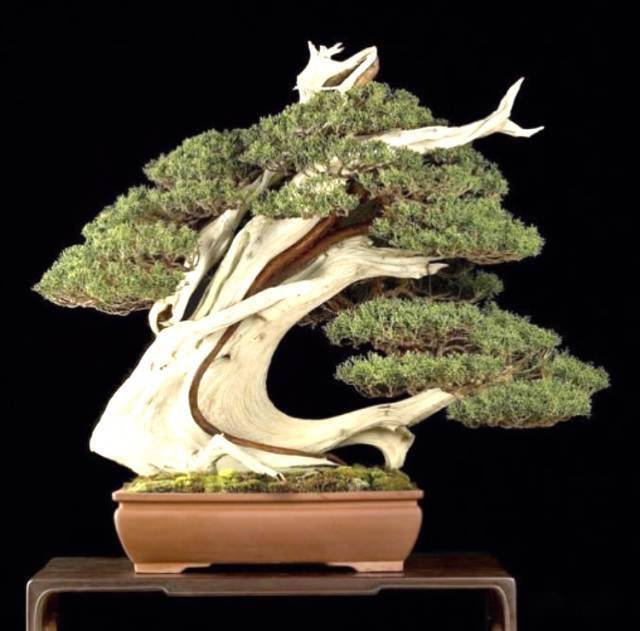 小盆也能装大树_作品_盆景_大赛