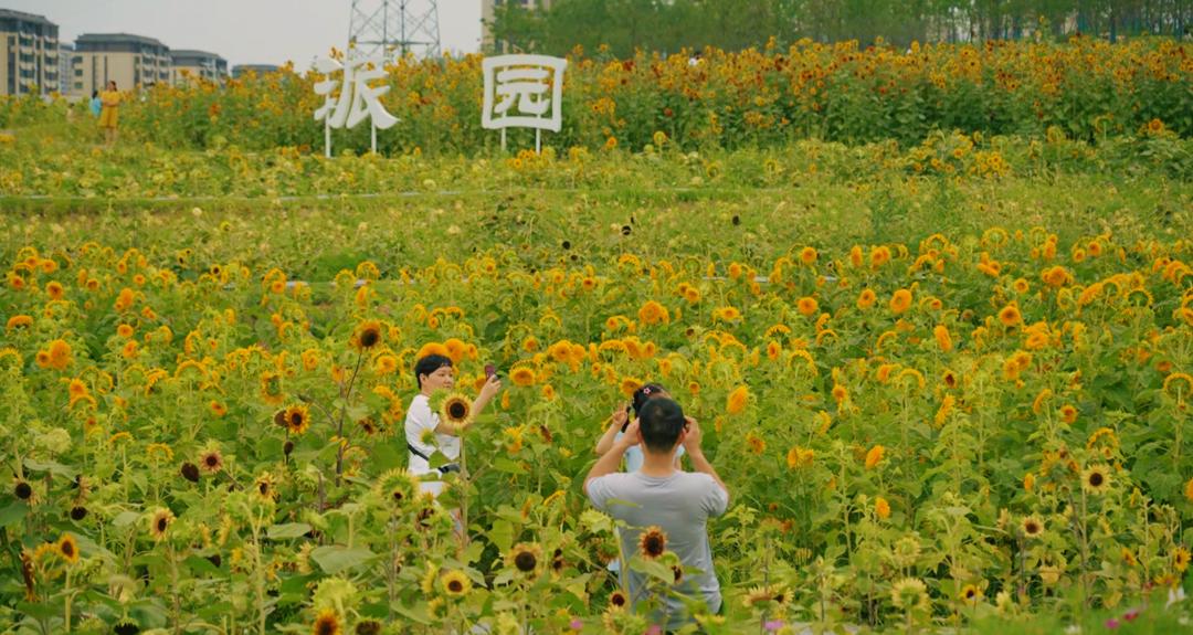 幸福坝"泼天的浪漫"_肥西县_人才_城市