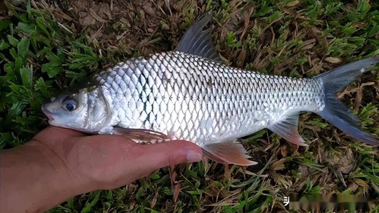 我們先從外觀來說,整體看上去,麥鯪魚就是一個圓柱形的,而且它的腹部