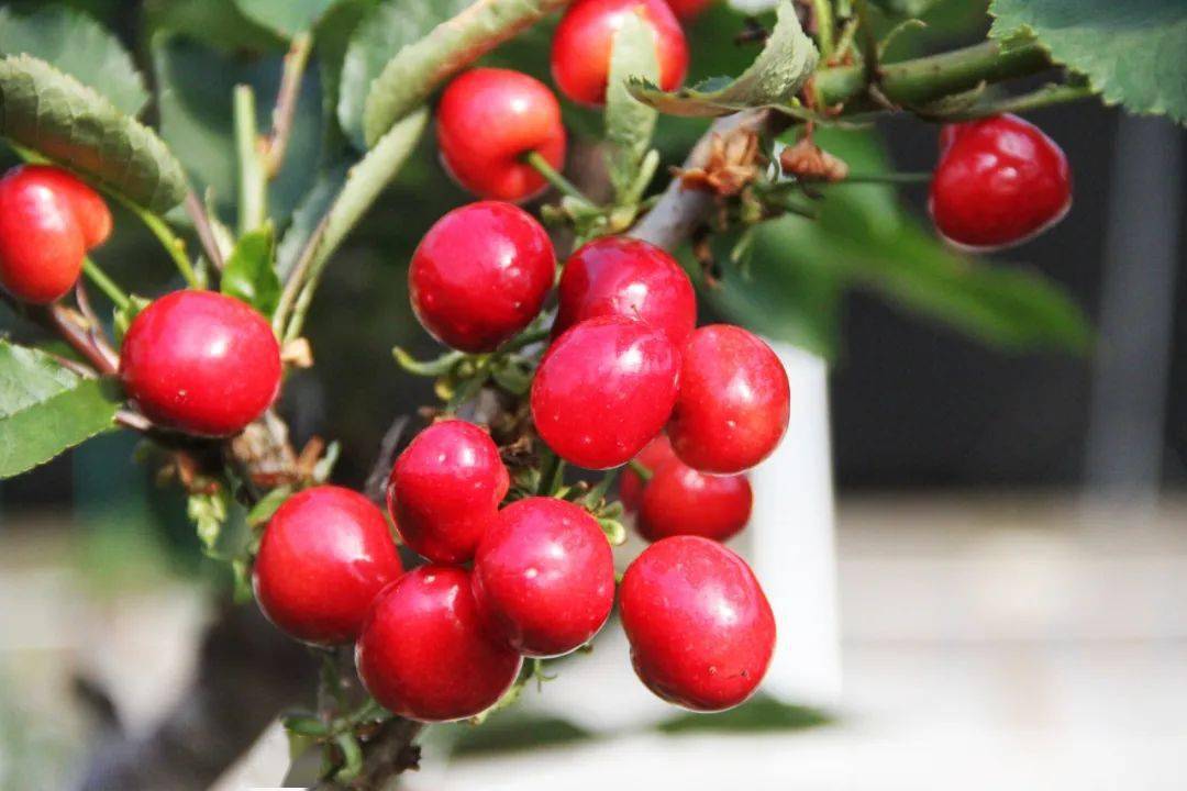 朱吴镇利用"数字化"让海阳大樱桃春节上市!_设施_大棚_管理