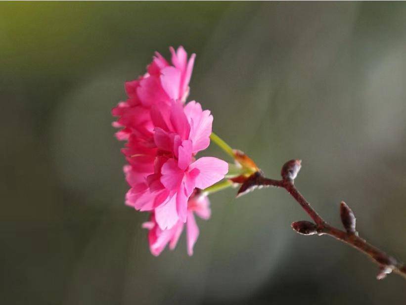 樱花,桃花盛开,快来约吧!(附路线图)_西江_梁瑞伟_方面
