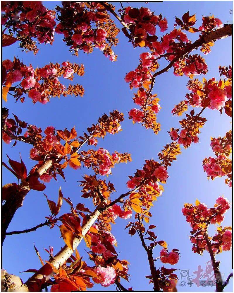 【图集】侧光花草_光线_画面_摄影