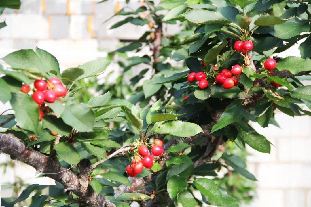 朱吴镇利用"数字化"让海阳大樱桃春节上市!_设施_大棚_管理