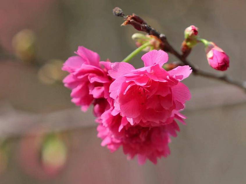 樱花花梗图片