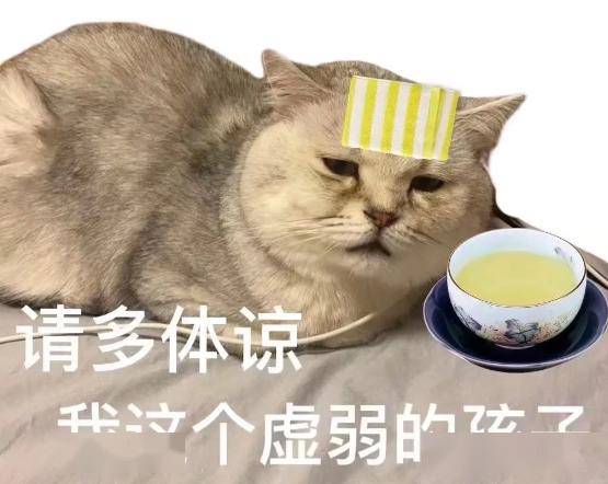 虚弱猫咪表情包图片