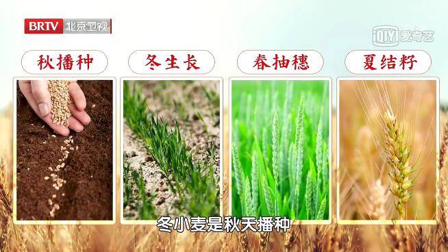 冬小麦是秋天播种,冬天生长,春天抽穗,夏天结籽,集四季日月之精华,在