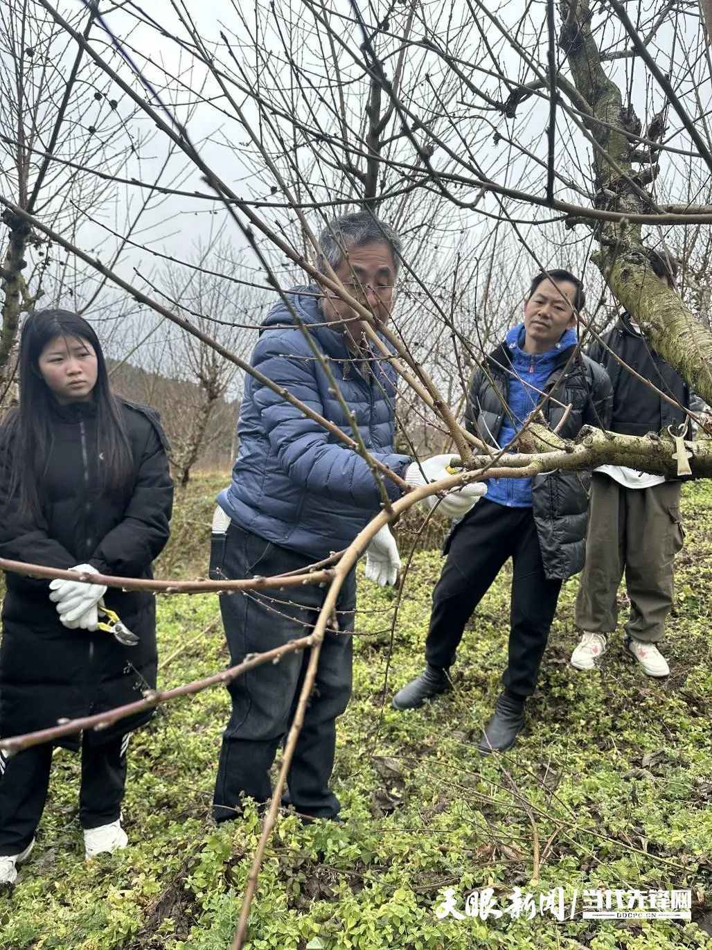 柱状苹果树的修剪图片