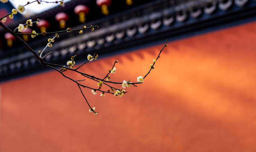 紅爐煮茶,流年輕沸,不應辜負臘梅前_梅花_莫干山_茶葉