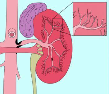 人体肾脏血管分布图图片