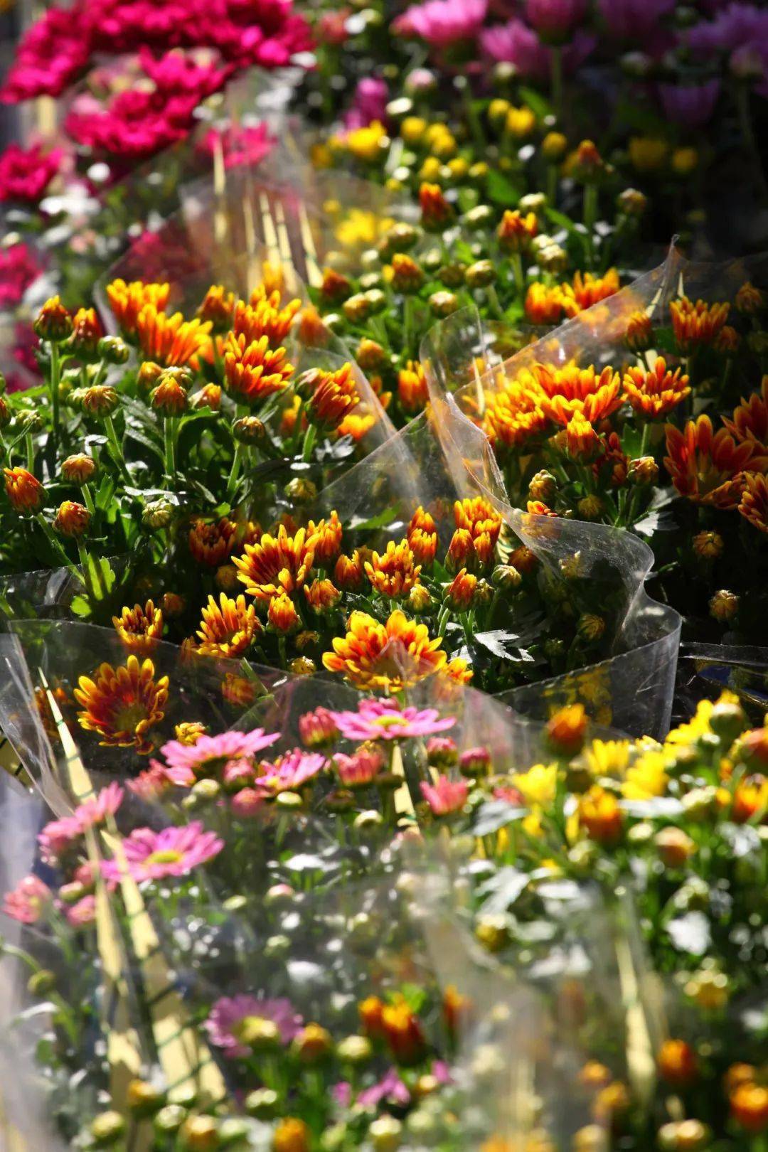 与别处不同,在这里逛花市如同逛超市,抬眼望去,络