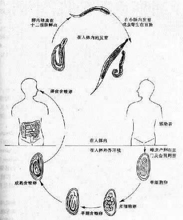 蠕形住腸線蟲簡稱蟯蟲,寄生於人體小腸末端,盲腸,結腸,引起肛門,會陰