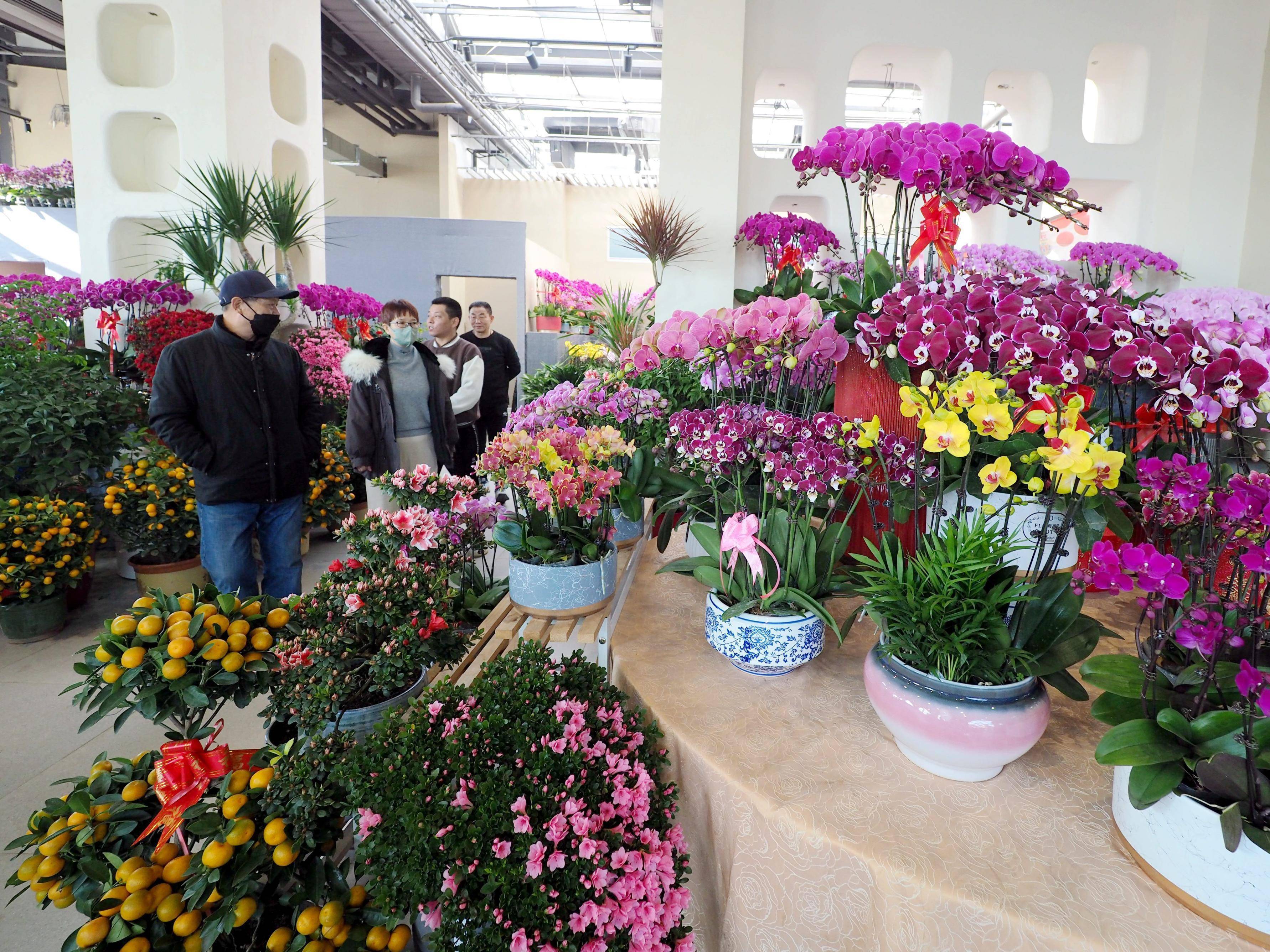 北京植物园春节花展图片