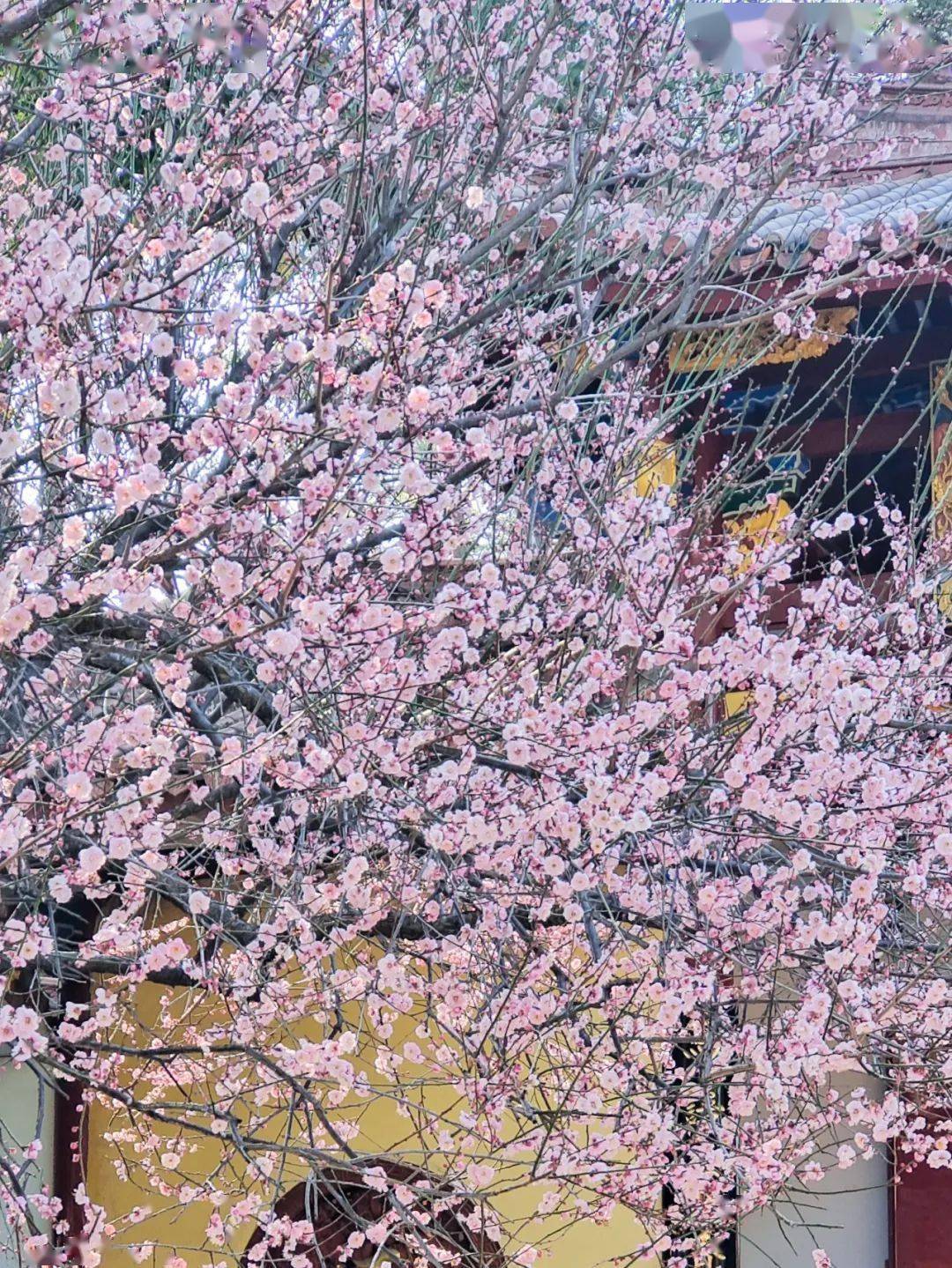 花事月曆丨梅花開 春不遠_龍巖市_橢圓形_綠色