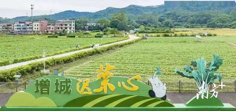 立冬前栽种,深冬才上市,增城迟菜心比一般菜心成熟晚,但也更好吃,是