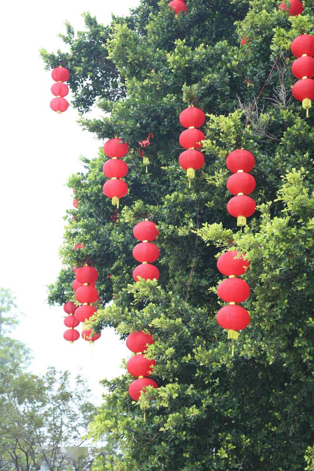 67新春·进莞来| 大红灯笼高高挂,点亮织城十足年味_市民_公园_气氛