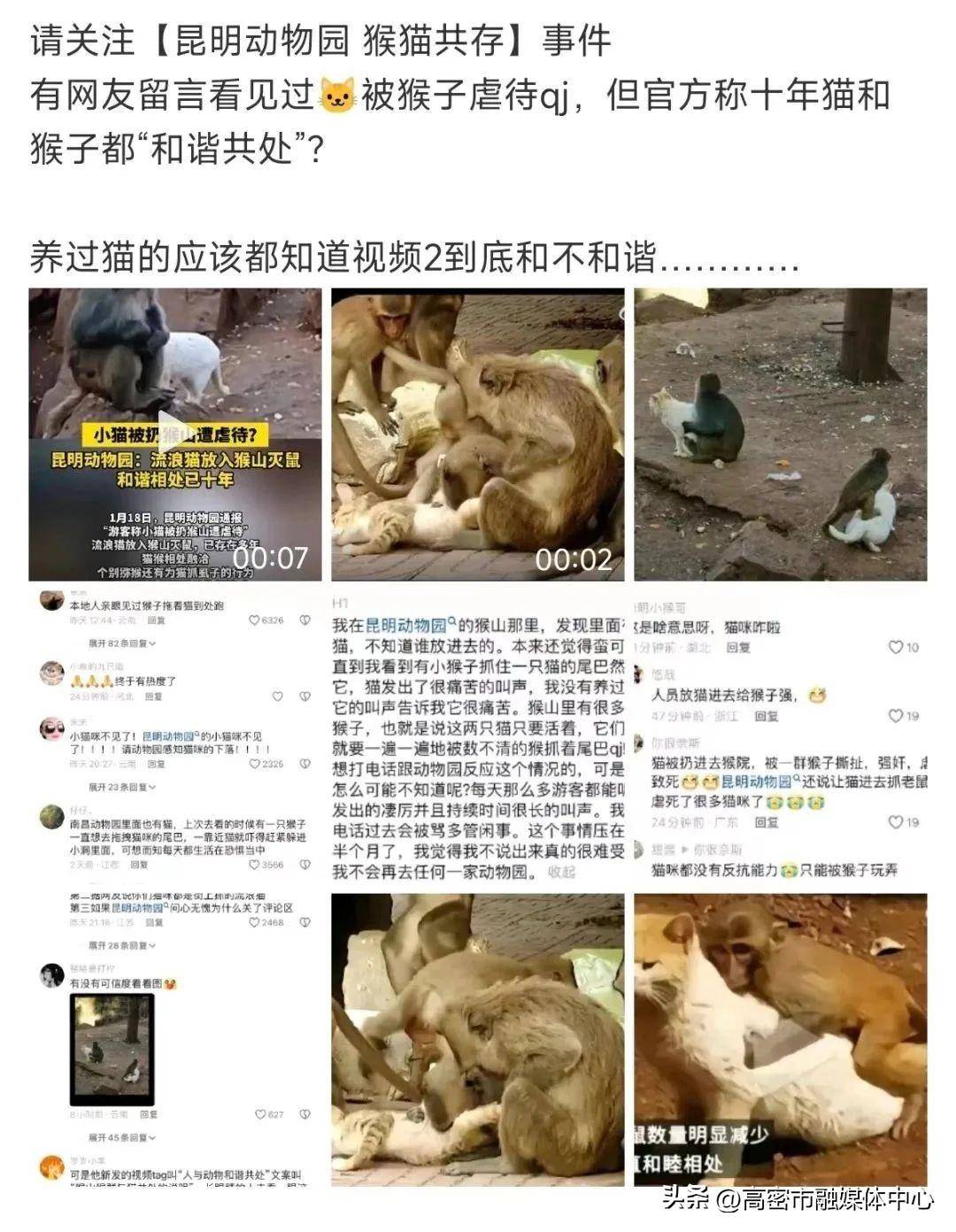 骂完昆明动物园虐猫,我们能为孩子做什么?_表演_猴子_红山