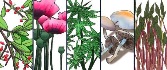 毒品原植物,即用来提炼,加工成鸦片,海洛因,甲基苯丙胺,吗啡,可卡因等