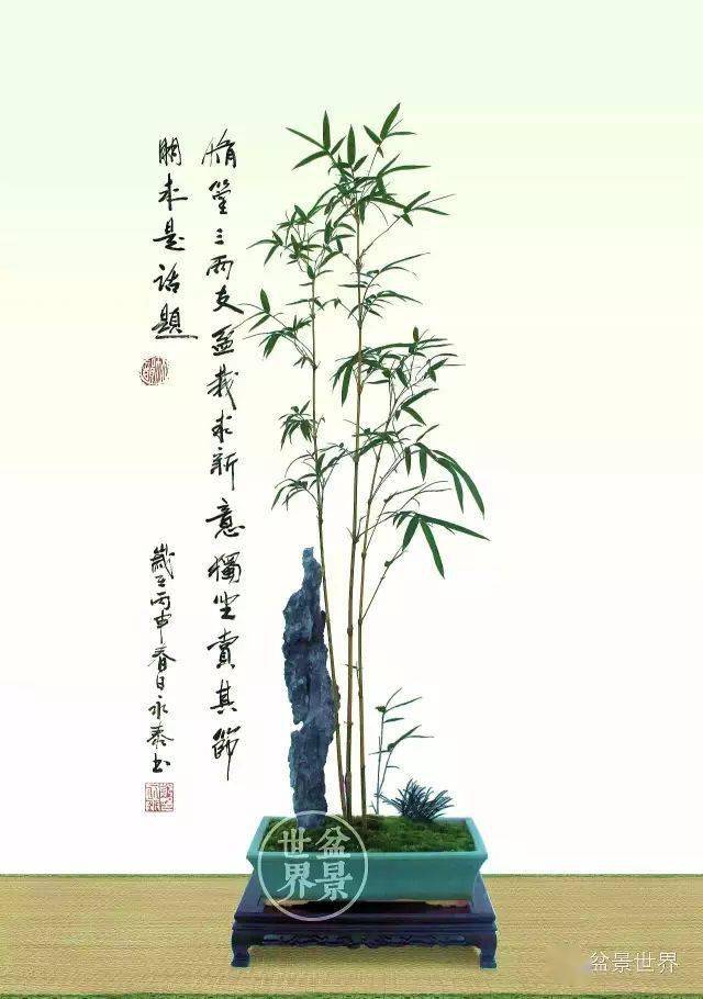 盆景 盆栽 植物 640_910 豎版 豎屏