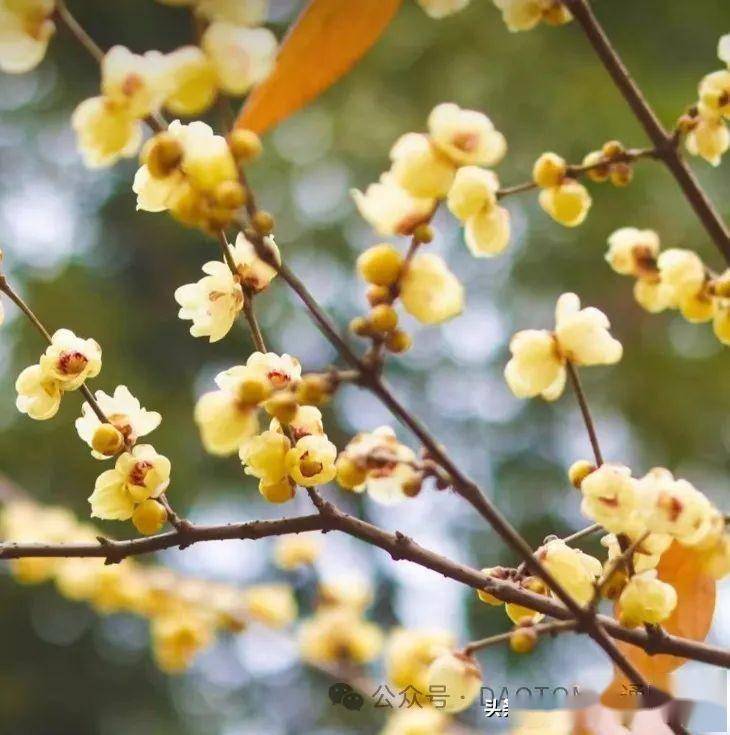 臘梅開花芬芳撲鼻,高潔典雅,天冷絲毫不影響開花_養殖