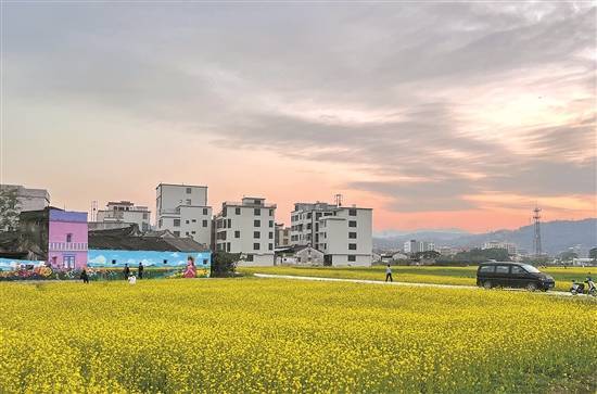汕头潮阳花园村:两百余亩油菜花绽放,花园村变真"花园"_金灶镇_工程