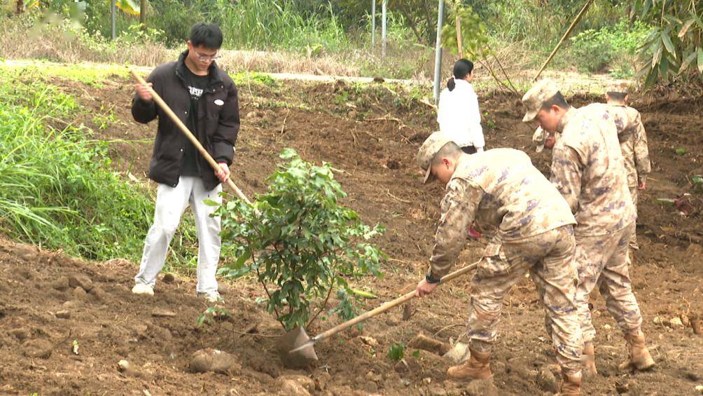 在橫石塘鎮新鎮區,鎮村幹部職工,鄉賢代表,護林員共植秋楓,桂花等