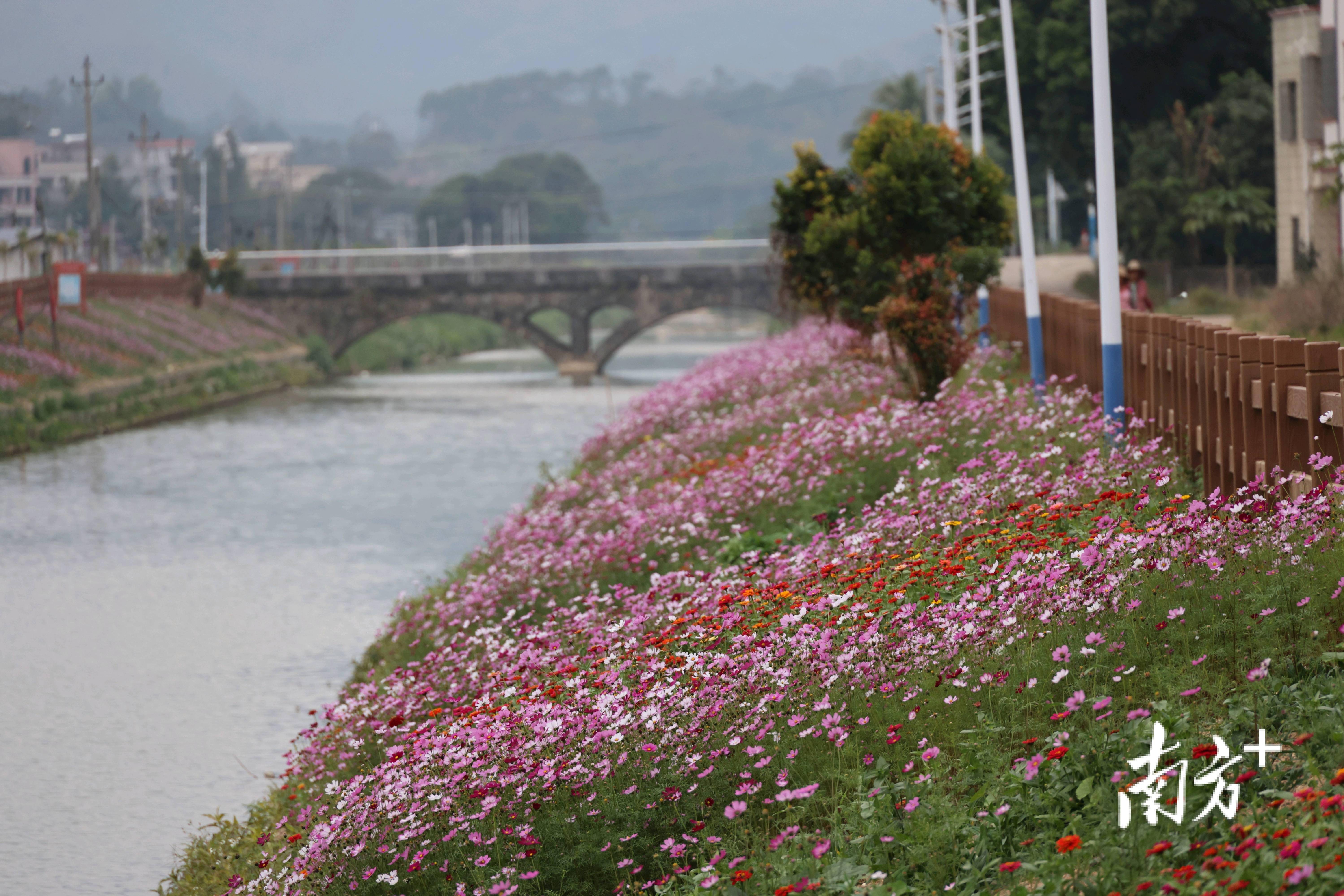 "百千万工程"深入推进,电白区黄岭镇美丽乡村画卷徐徐铺展