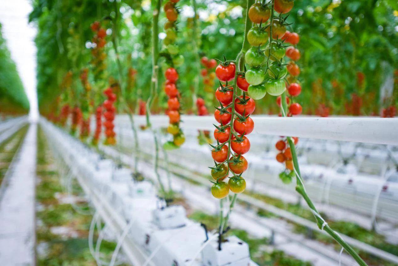 密云区领导推介特色西红柿助力乡村振兴_农业_北京市两会_产品