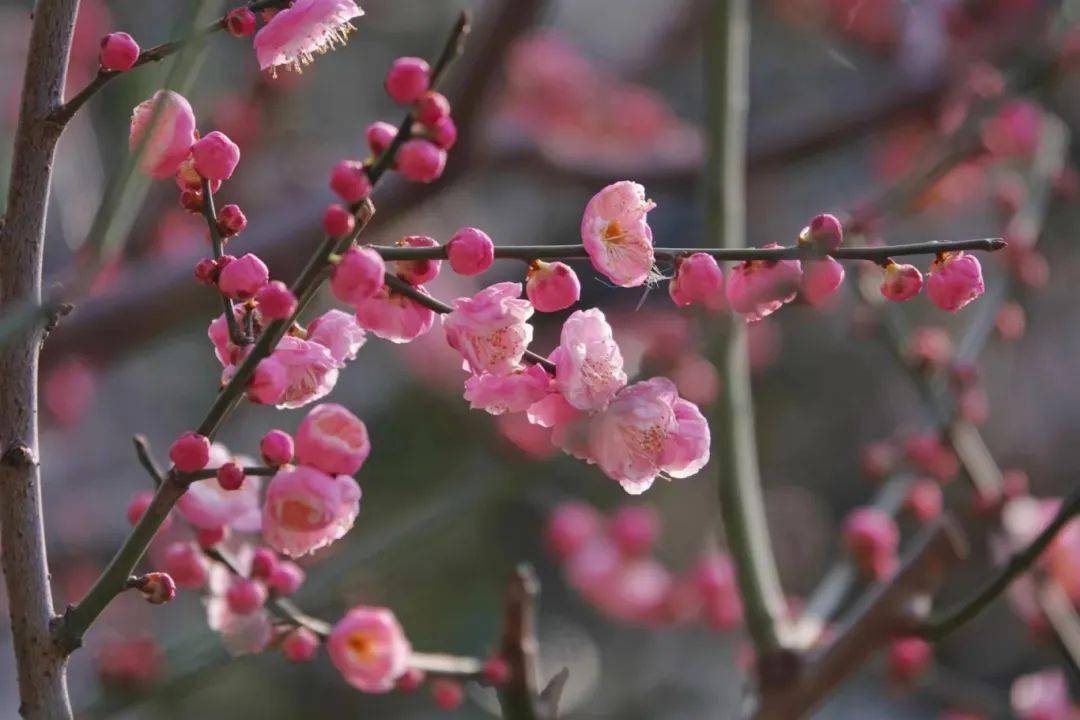 靜安雕塑公園的園中園——梅園內的梅花也綻放啦!