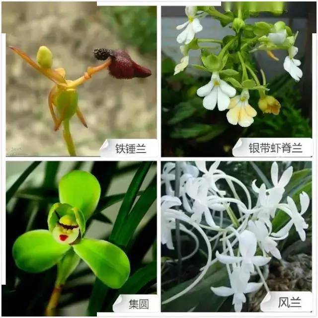 全球最牛最经典的兰花类品种与花色大全
