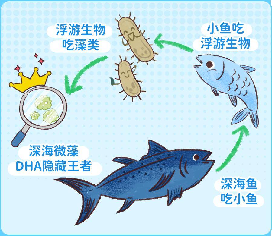 藻類是處於海洋生物食物鏈的底端,相對於重金屬汙染超標的魚類提取的