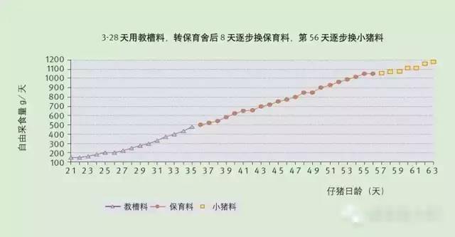揭秘荷兰万头猪场各阶段猪群生产管理要点(附免疫手册)_母猪_要求