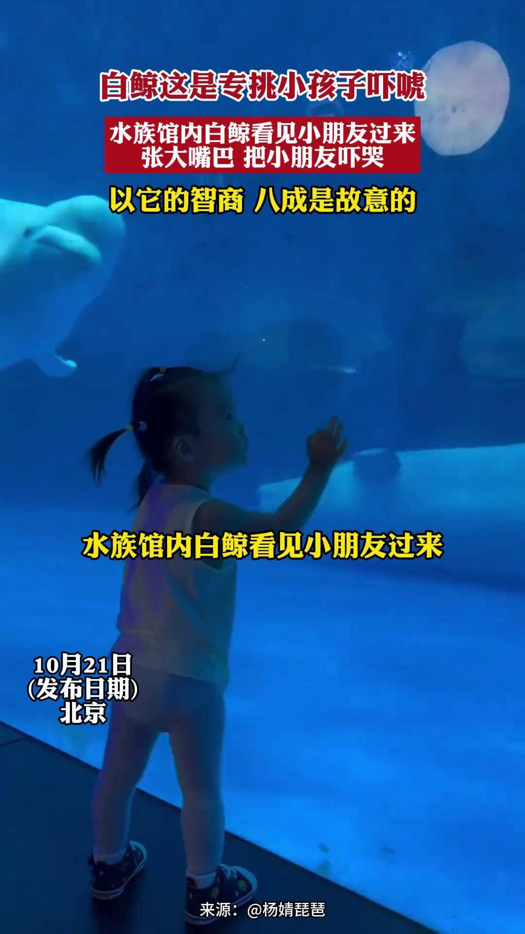 白鲸这是专挑小孩子吓唬,水族馆内白鲸看见小朋友过来 张大嘴巴 把小